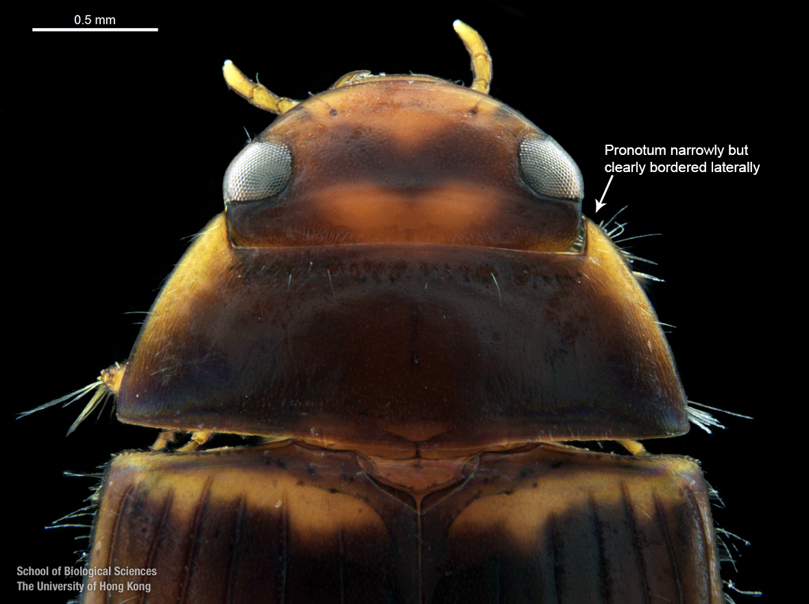 Cranium and pronotum (dorsal view)